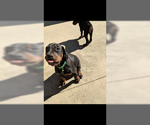 Small Photo #7 Doberman Pinscher Puppy For Sale in PASO ROBLES, CA, USA