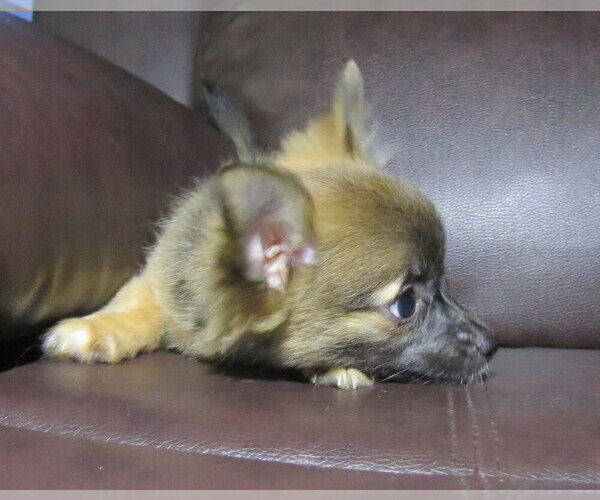 Medium Photo #4 Chihuahua Puppy For Sale in HAYES, VA, USA