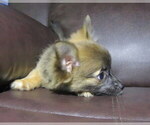 Small #3 Chihuahua