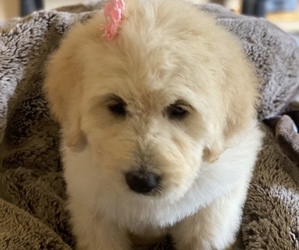 Pyredoodle Puppy for sale in DEER LAKE, WA, USA