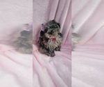 Small Photo #2 Pom-A-Poo Puppy For Sale in INDIANAPOLIS, IN, USA