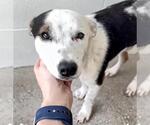 Small #1 Dachshund Mix