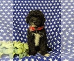 Small Photo #2 Miniature Bernedoodle Puppy For Sale in GLEN ROCK, PA, USA
