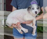 Small #1 Australian Shepherd Mix