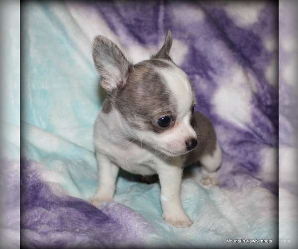 Medium Photo #1 Chihuahua Puppy For Sale in WISTER, OK, USA