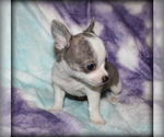 Puppy Cedro Chihuahua