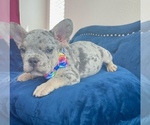Small Photo #8 French Bulldog Puppy For Sale in CHARLOTTE, NC, USA