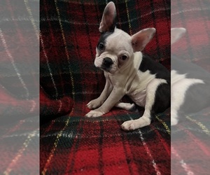 Boston Terrier Puppy for sale in ADRIAN, MI, USA