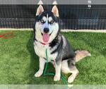 Small #1 Siberian Husky