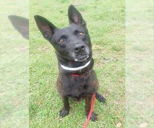 Holland Shepherd-Unknown Mix Dogs for adoption in Fort Lauderdale, FL, USA