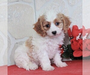 Cavachon Puppy for sale in GORDONVILLE, PA, USA