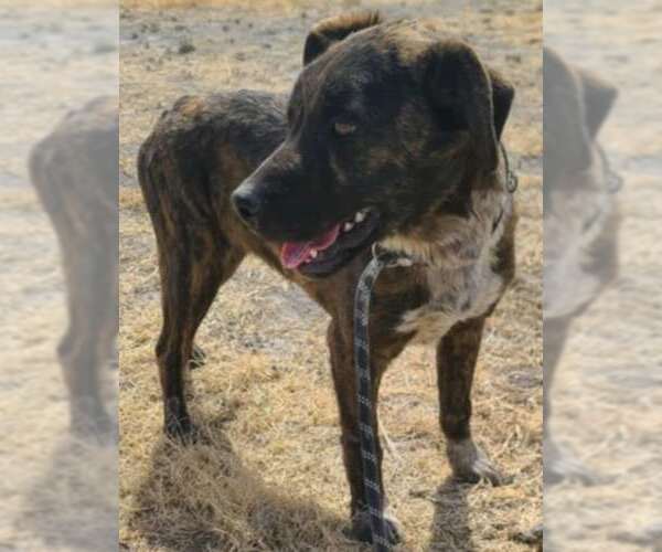 Medium Photo #13 Labrador Retriever-Plott Hound Mix Puppy For Sale in Minneapolis, MN, USA