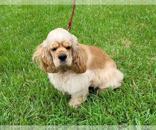 Medium Photo #1 Cocker Spaniel Puppy For Sale in TYLER, TX, USA
