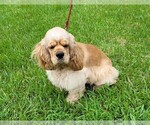 Small Photo #1 Cocker Spaniel Puppy For Sale in TYLER, TX, USA
