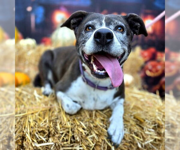 Medium Photo #5 American Pit Bull Terrier-Labrador Retriever Mix Puppy For Sale in Long Beach, CA, USA