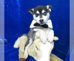 Small Photo #3 Alaskan Klee Kai Puppy For Sale in NORWOOD, MO, USA