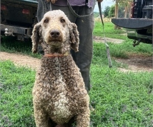 Father of the Poodle (Standard) puppies born on 11/07/2022