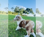 Small #1 Miniature Australian Shepherd