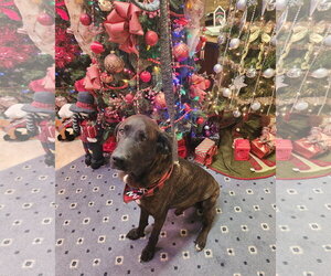 Gus - Male Mountain Cur-Plott Hound Mix Dog for Adoption - Photo #7