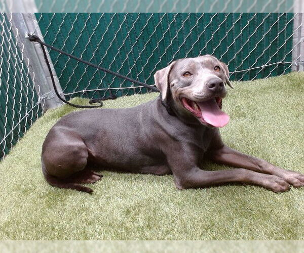Medium Photo #1 Unknown-Weimaraner Mix Puppy For Sale in Downey, CA, USA