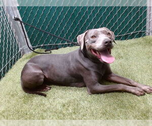 Unknown-Weimaraner Mix Dogs for adoption in Downey, CA, USA