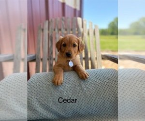 Golden Retriever Puppy for sale in MARSHFIELD, MO, USA
