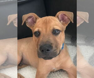 Huncho - Male Black Mouth Cur-Boxer Mix Dog for Adoption - Photo #8