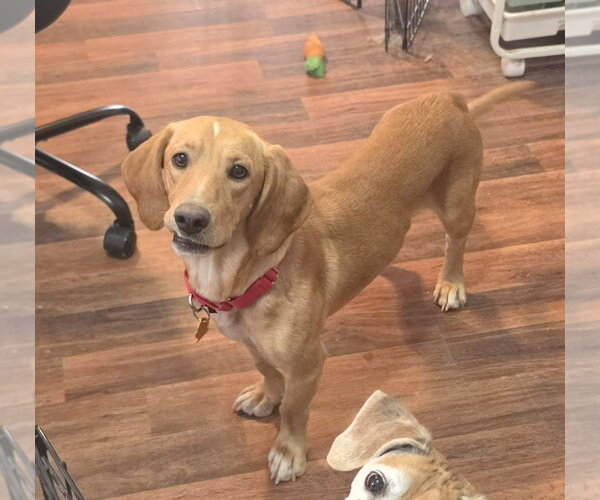 Medium Photo #2 Beagle-Unknown Mix Puppy For Sale in Las Vegas, NV, USA