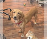 Small #1 Beagle Mix