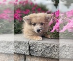 Small #4 Pomeranian