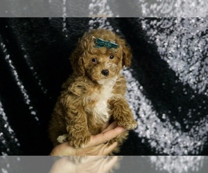 Maltipoo Puppy for sale in WARSAW, IN, USA