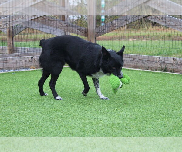 Medium Photo #2 Border Collie-Unknown Mix Puppy For Sale in Chestertown, MD, USA