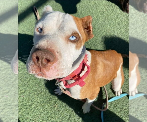 Medium Photo #2 Mutt Puppy For Sale in Lakewood, CO, USA