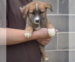 Small #2 Golden Shepherd