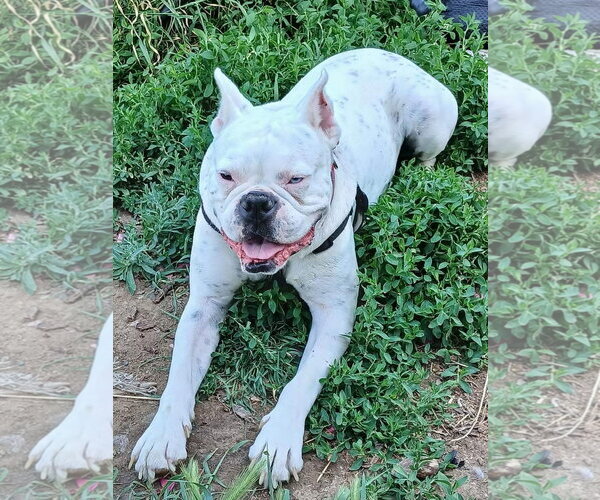 Medium Photo #4 Boxer Puppy For Sale in Stanwood, WA, USA