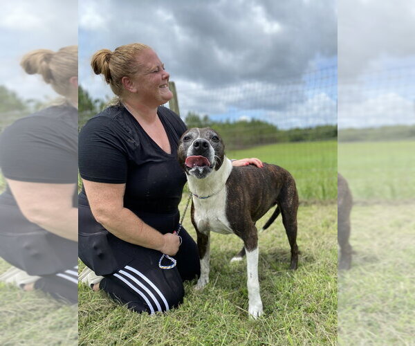 Medium Photo #1 American Staffordshire Terrier-Unknown Mix Puppy For Sale in St. Augustine, FL, USA