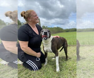 American Staffordshire Terrier-Unknown Mix Dogs for adoption in St. Augustine, FL, USA