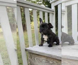 French Bulldog Puppy for sale in WILLARD, MO, USA