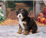 Kendrick - Male Bernedoodle (Miniature) Puppy for Sale - Photo #2