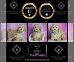 Small #2 Maltipoo (Miniature)