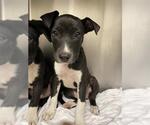 Small Labrador Retriever Mix
