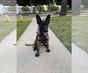 Belgian Malinois Puppy for sale in NORWALK, CA, USA