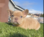 Small Photo #1 French Bulldog Puppy For Sale in WINTER PARK, FL, USA