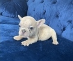 Small Photo #39 French Bulldog Puppy For Sale in LAS VEGAS, NV, USA