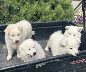 American Eskimo Dog-Border-Aussie Mix Litter for sale in KALONA, IA, USA
