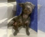 Small #2 Mutt
