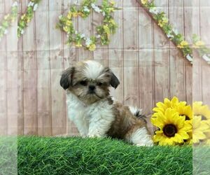 Shih Tzu Puppy for sale in ARTHUR, IL, USA