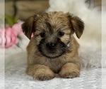 Small #2 Morkie