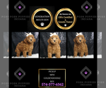 Puppy Pickup Multigen Goldendoodle (Miniature)