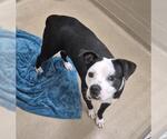 Small Photo #2 Mutt Puppy For Sale in Decatur, IL, USA
